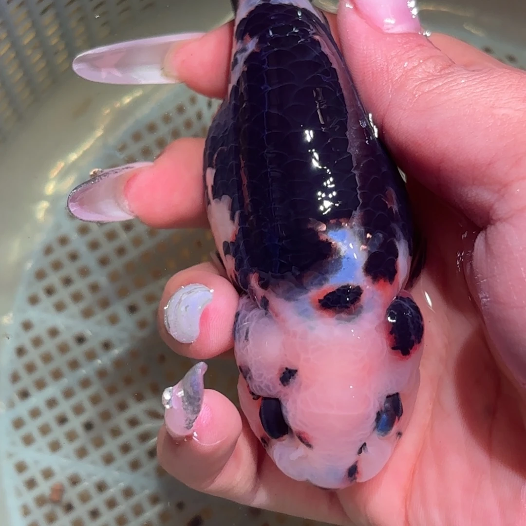 行***极金鱼拍包装包邮，不拍包装运费到付