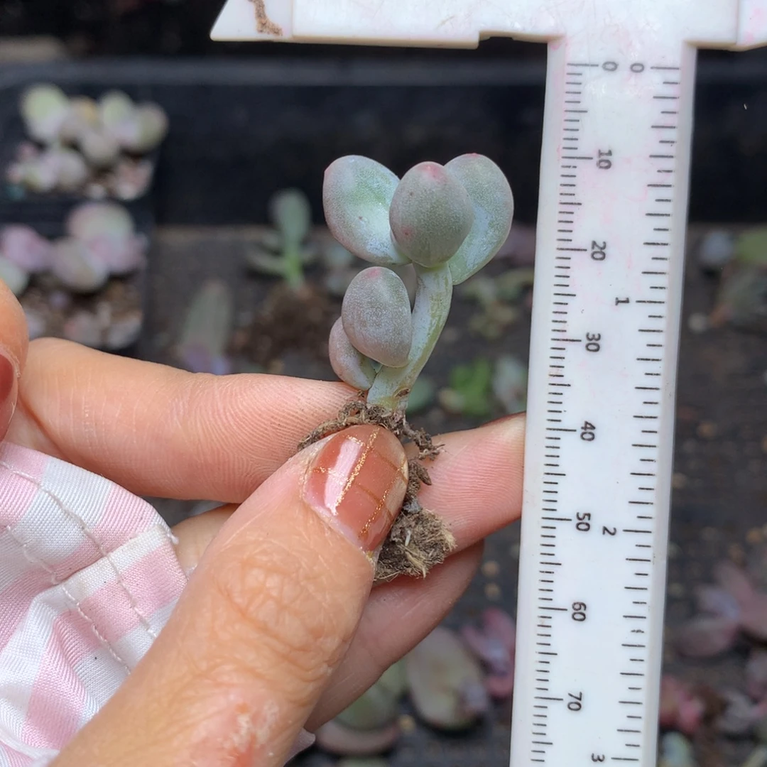 米可奶还好哈哈哈