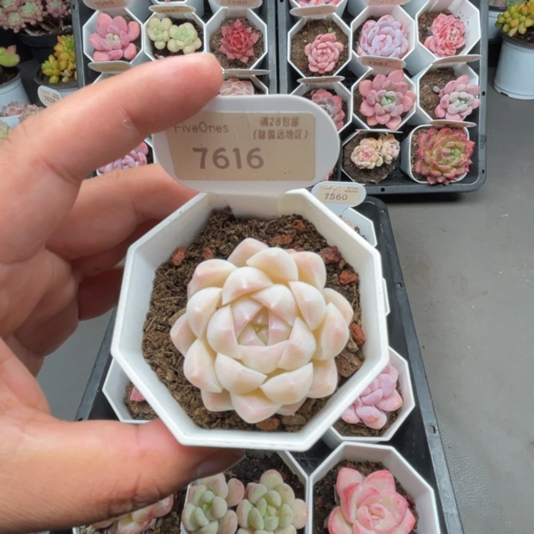 7616白桃汽水4.0厘米