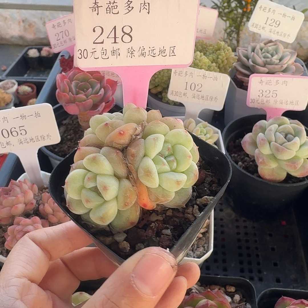 248 脱土 群生不包整 30元包邮非偏远