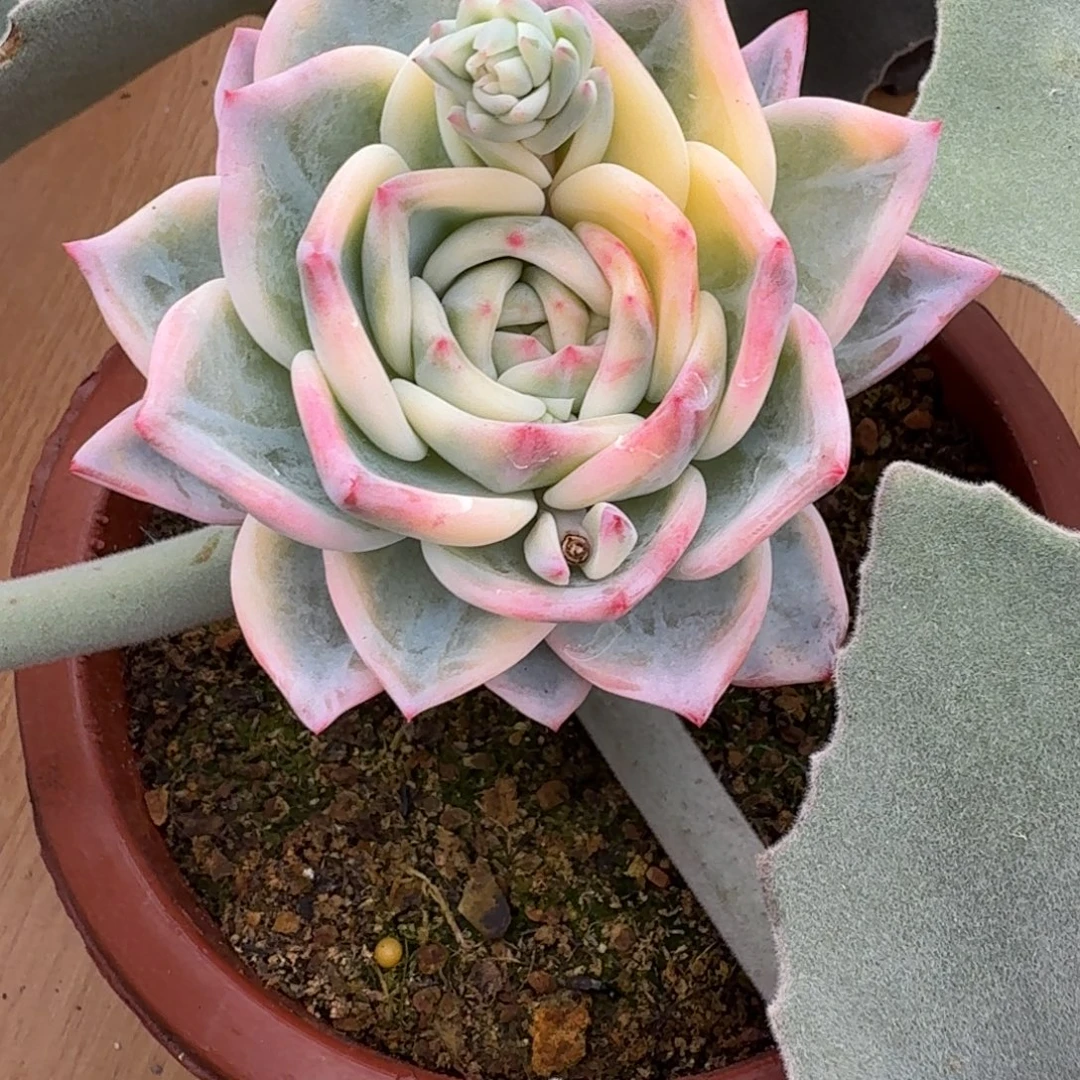 伊丽莎白 安吉园艺锦