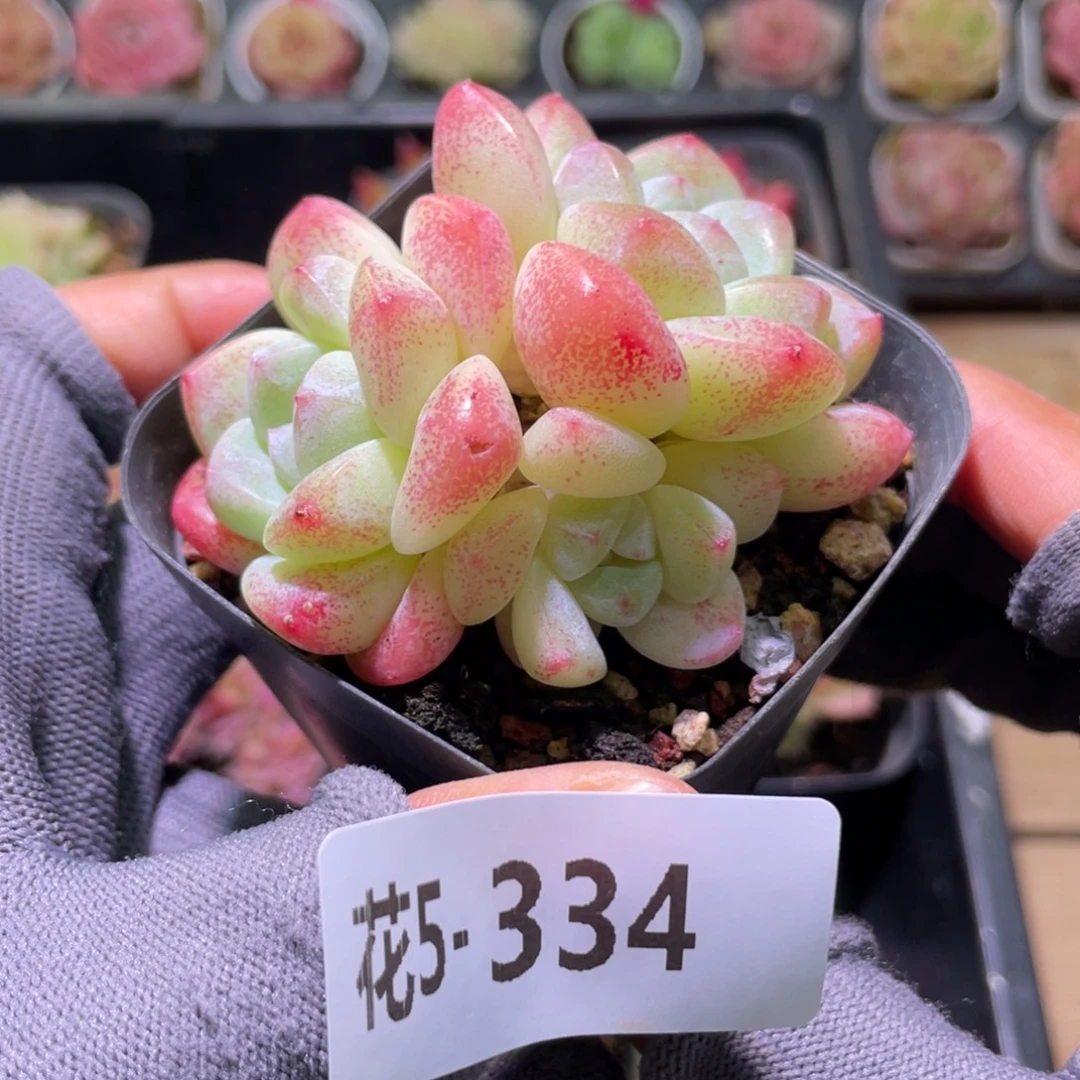 花利美5-334冰玉群