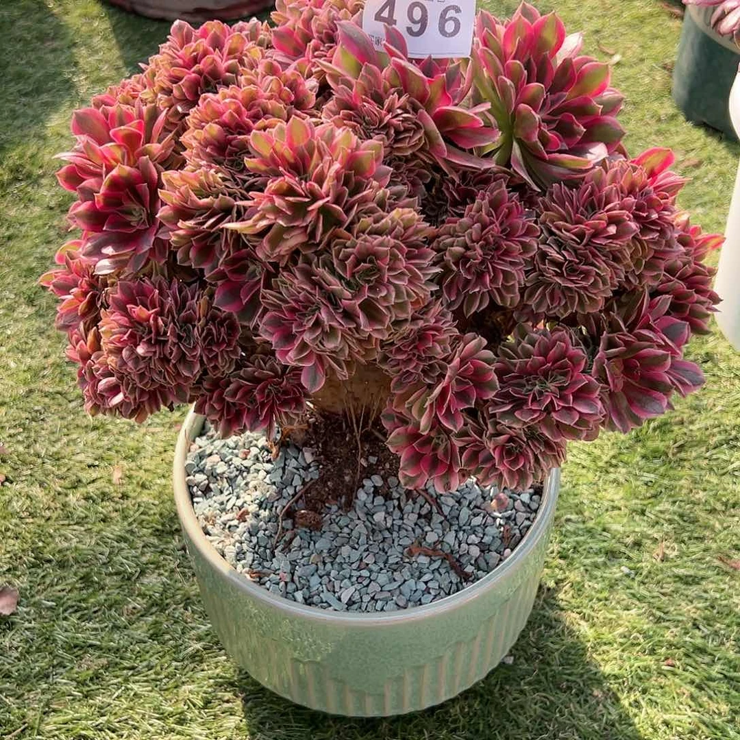 无花朵496女巫缀化