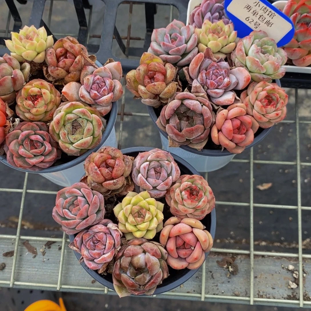 62-精品美肉小糖心八个