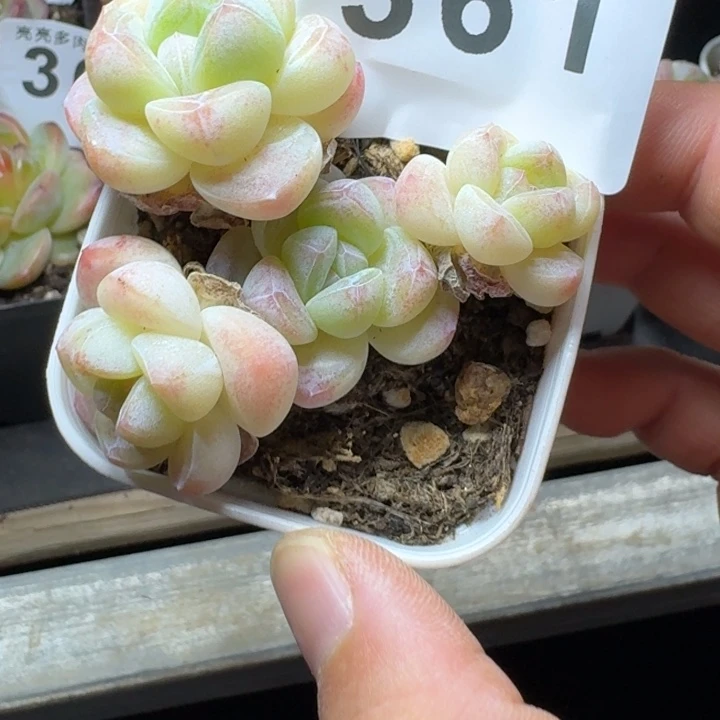 桃****樱花冰玉长腿糖心体         多肉植物