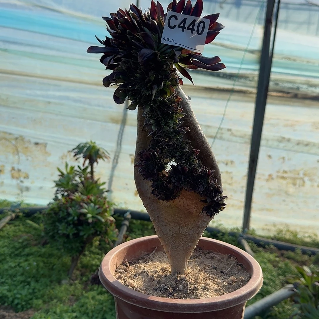 440黑法师有伤一颗呀呀