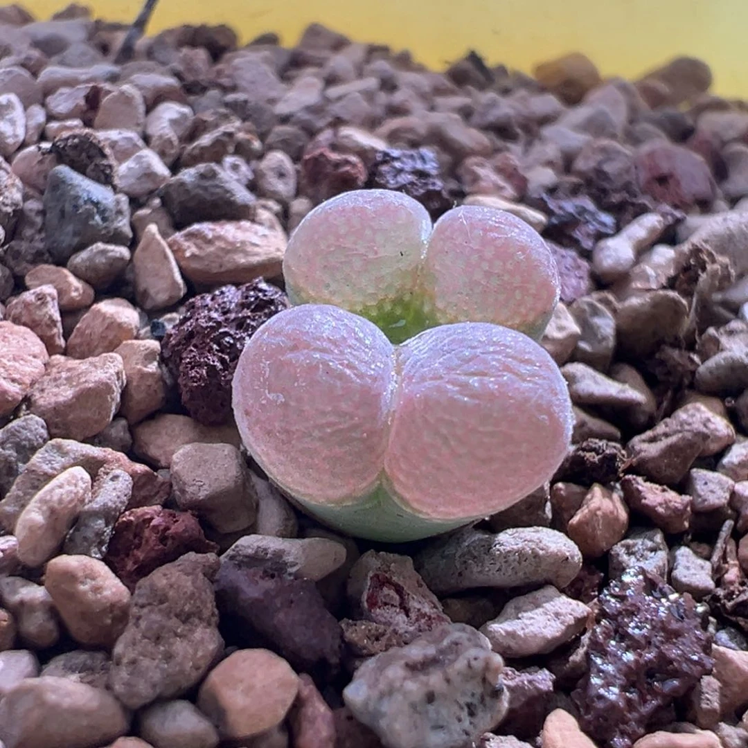 284优选1797qq 糖双头母本折后价