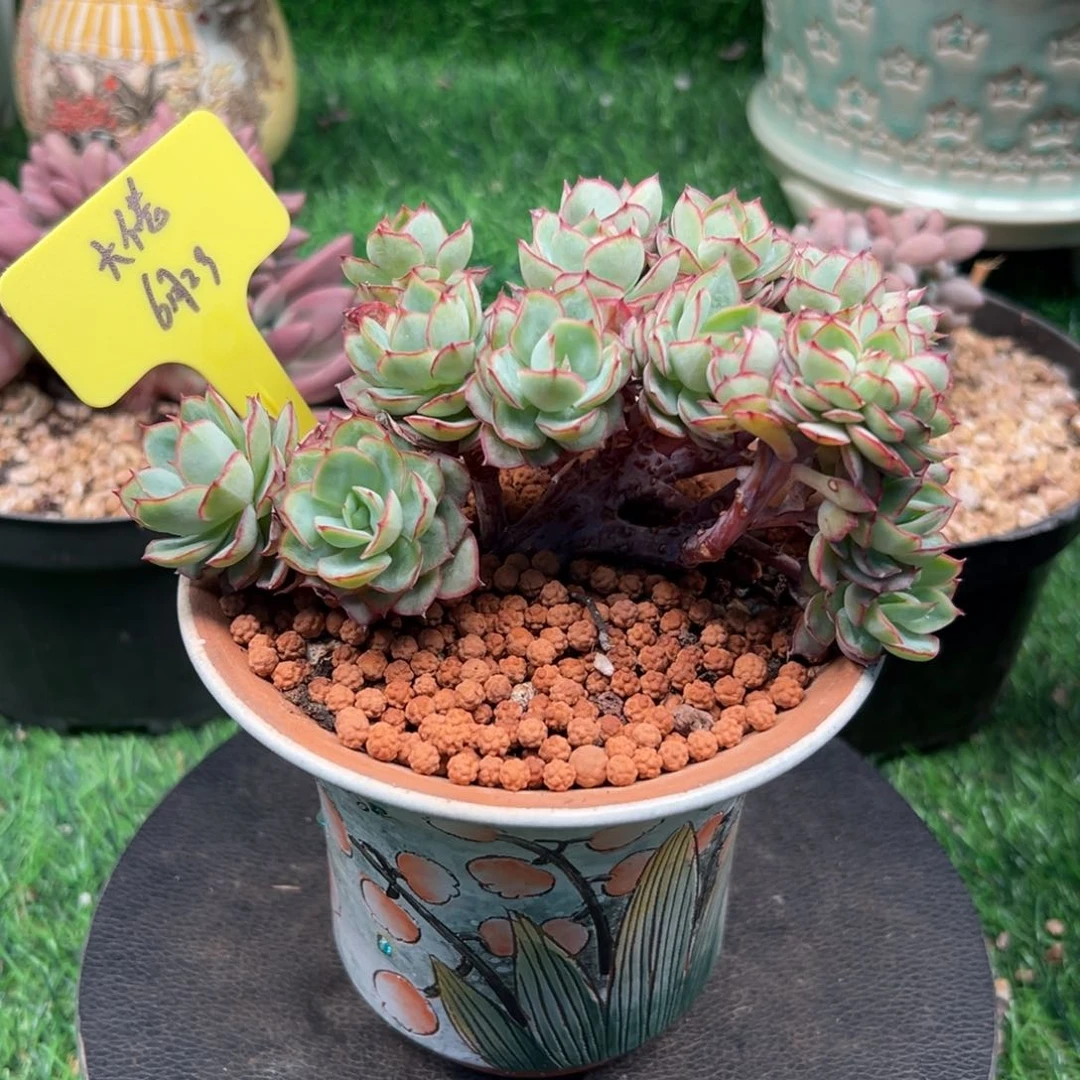 一物一拍链接，牡丹亭缀