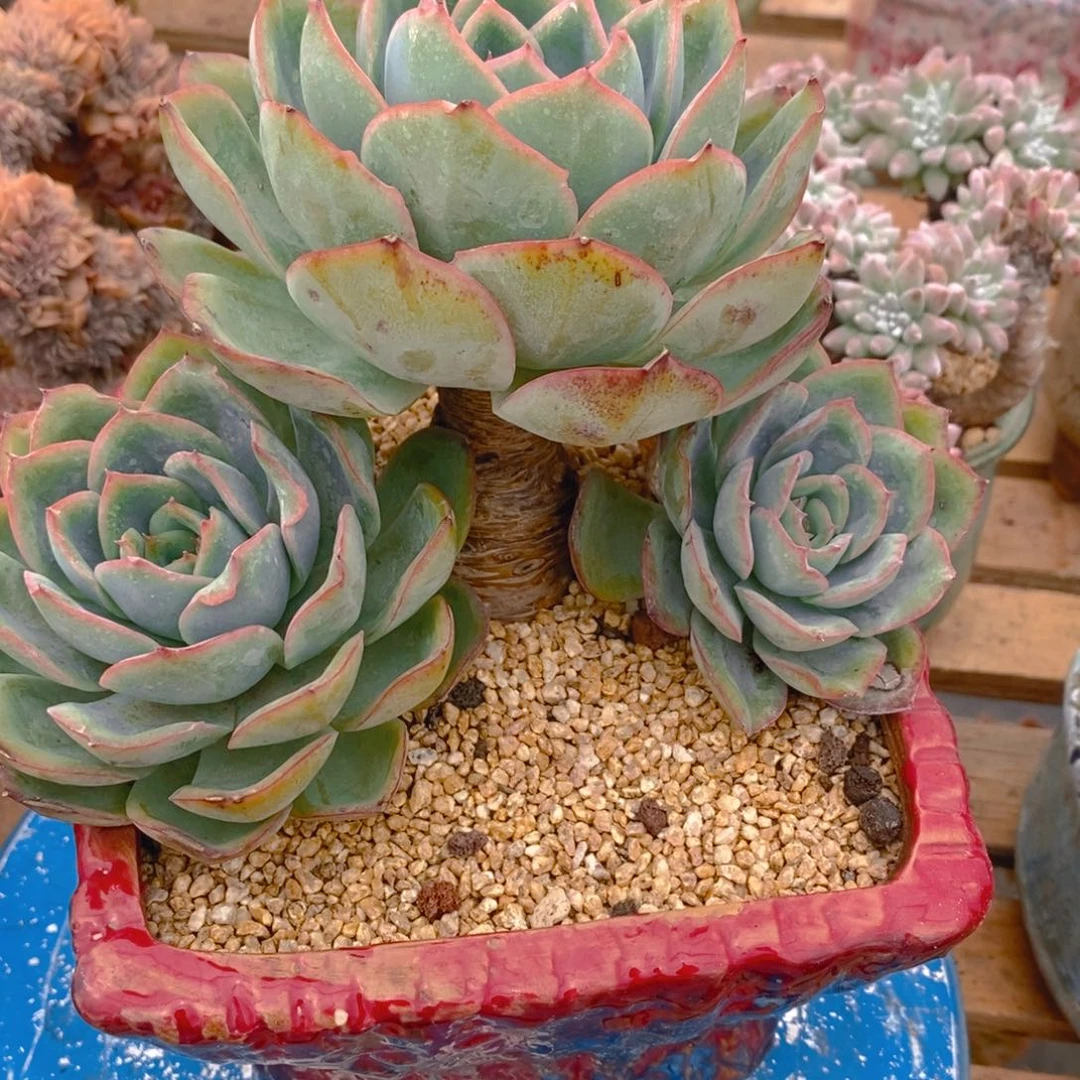 做****多肉植物肉肉植物