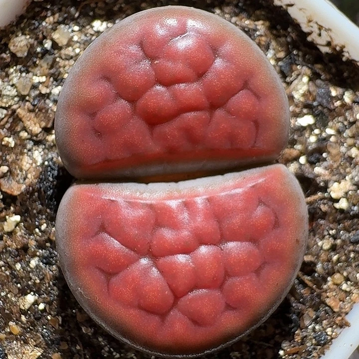 生石花1112221。  3.0左右。  363