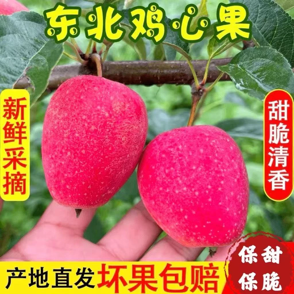 东北特产鸡心果锦绣海棠果2025年新下树鸡心果甜脆多汁孕妇可食用