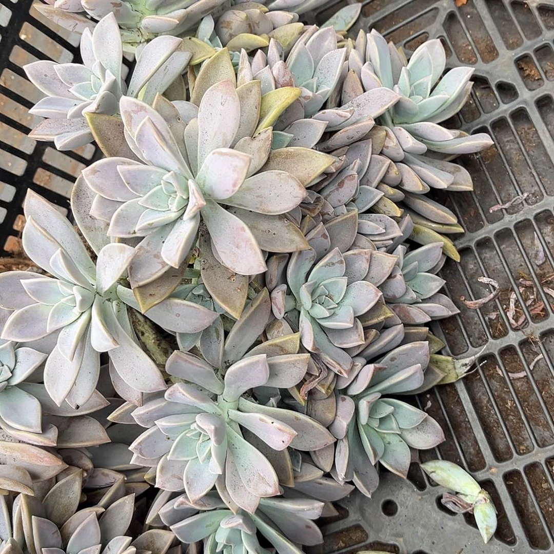 太子妃18.88多肉植物精品