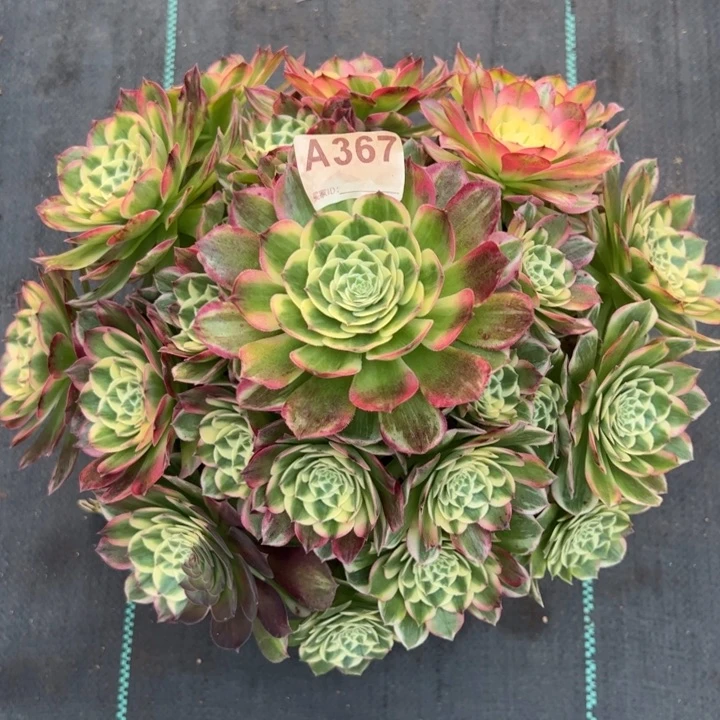 367海鲜30厘米左右