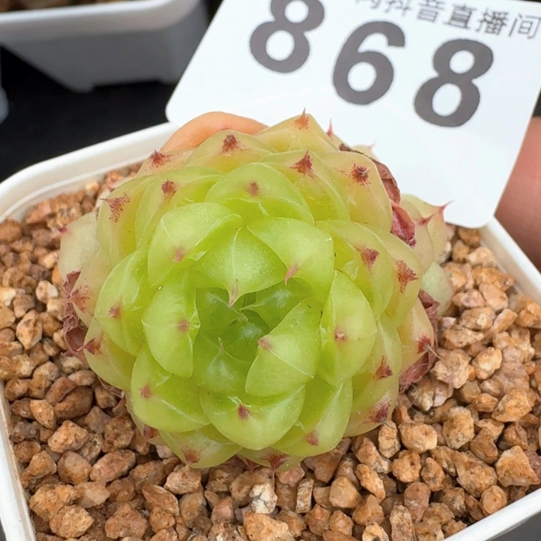 熊猫群生         多肉植物