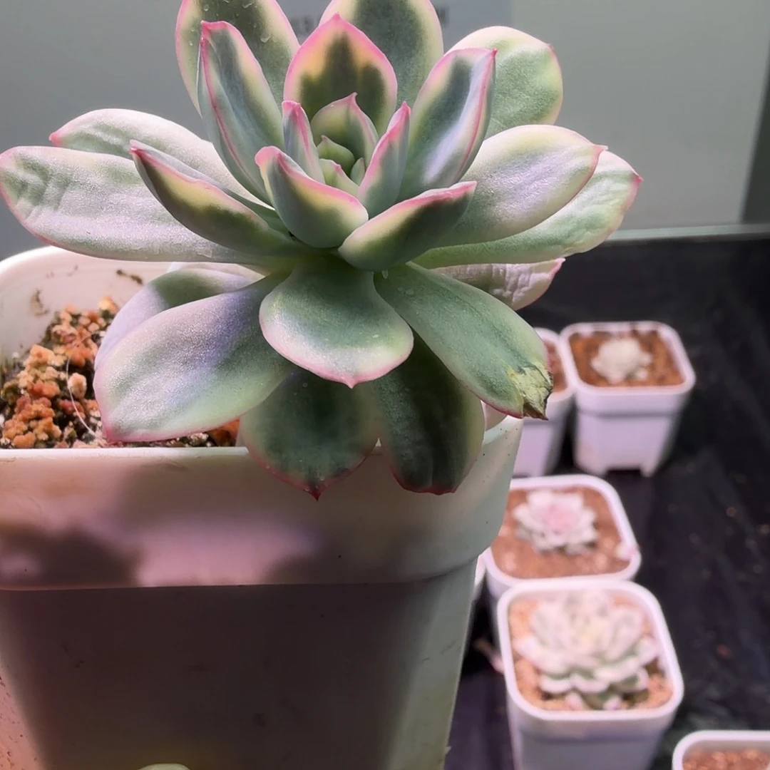 绮罗锦植物一物一拍