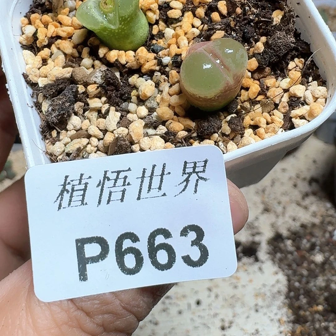 663盒多肉植物哇cv