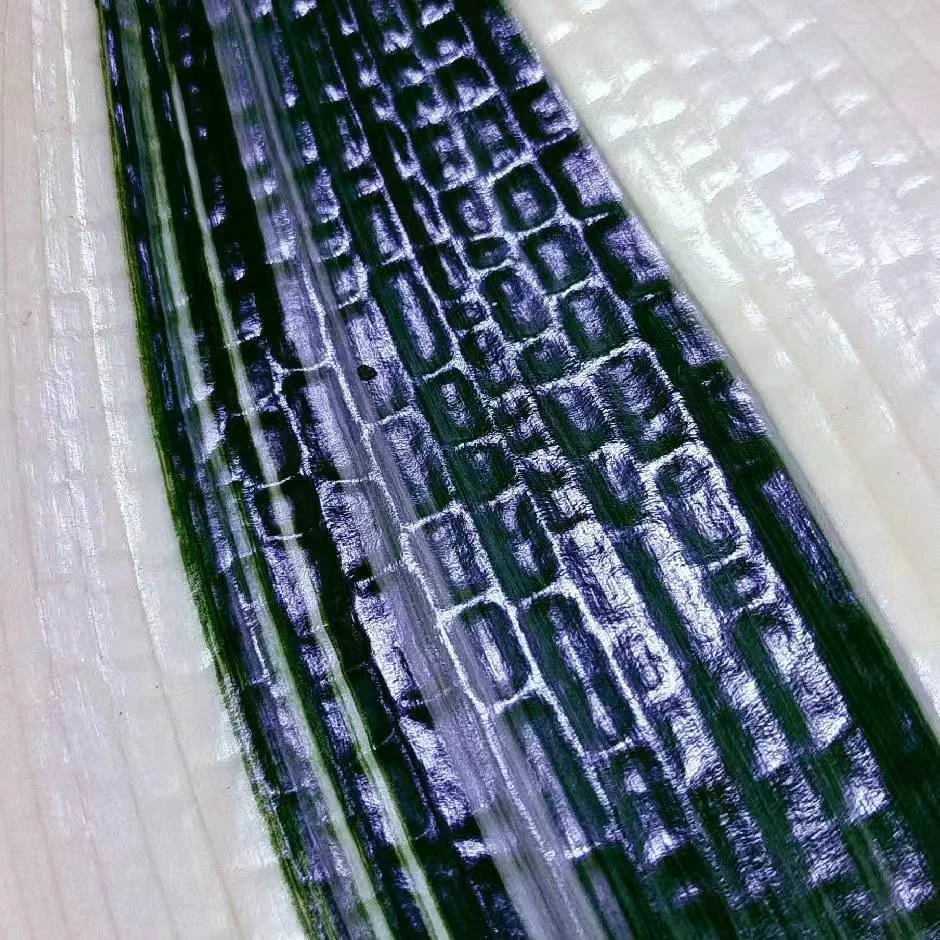 长春精品君子兰直播间