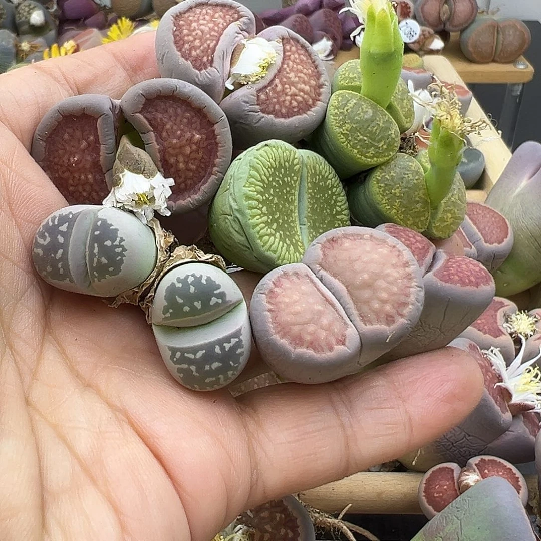 1446 部分有伤长腿清货不售后