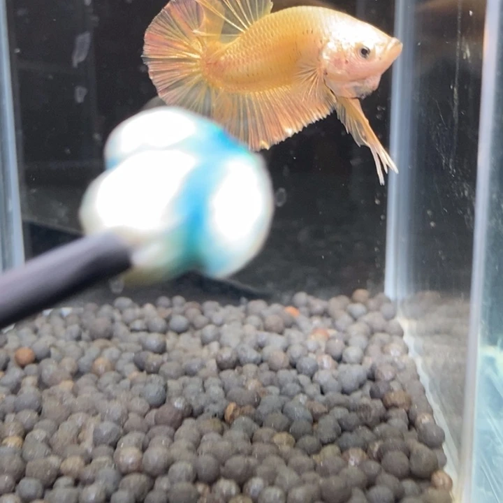 斗鱼泰国斗鱼198号