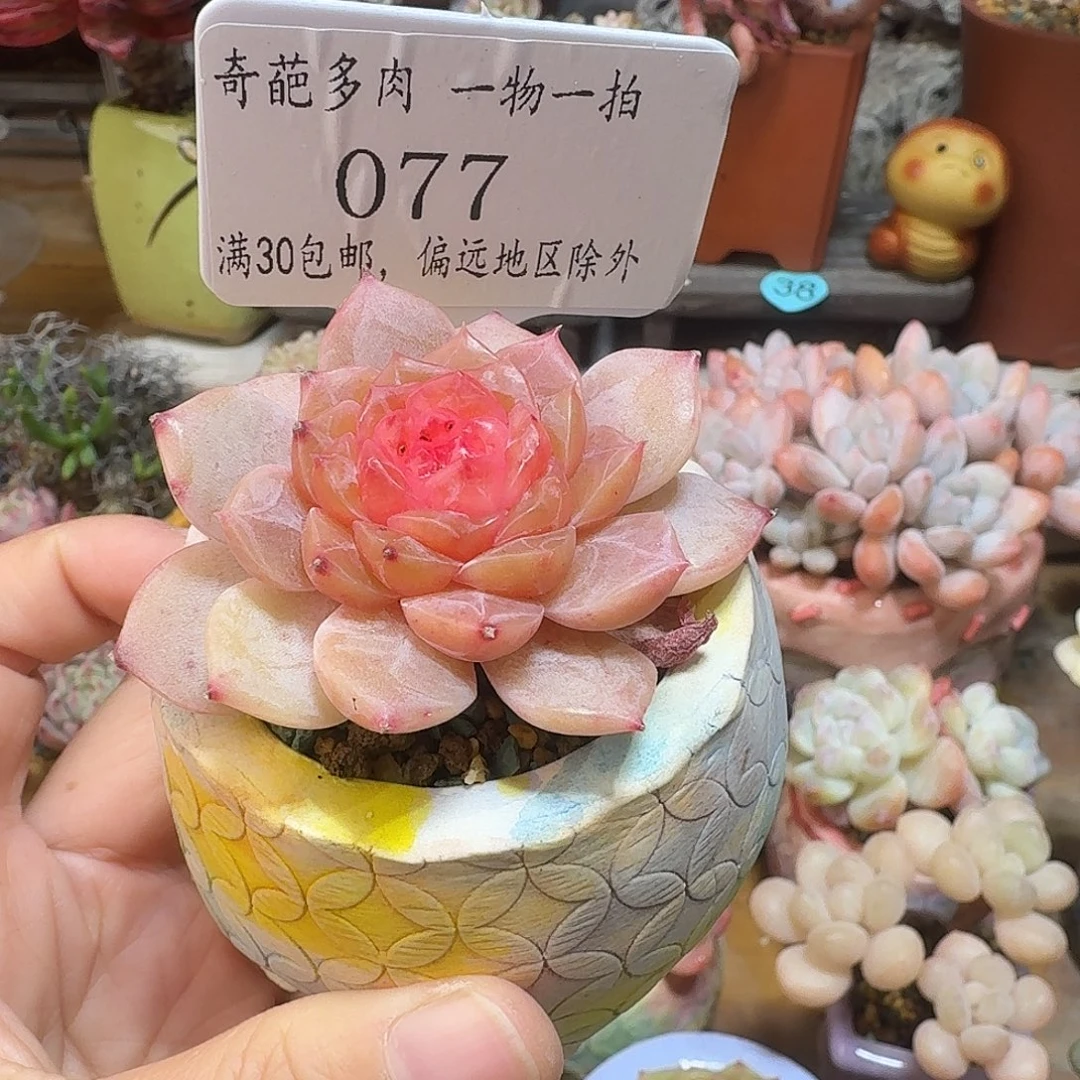 077 多肉含盆盆土 30元包邮非偏远