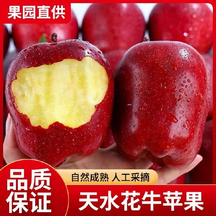 甘肃天水花牛苹果粉脆两吃蛇果产地直发