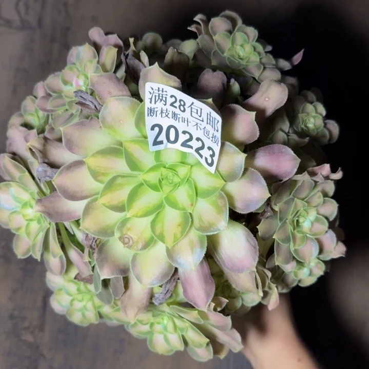 20223韶华不包杜侧枝多肉