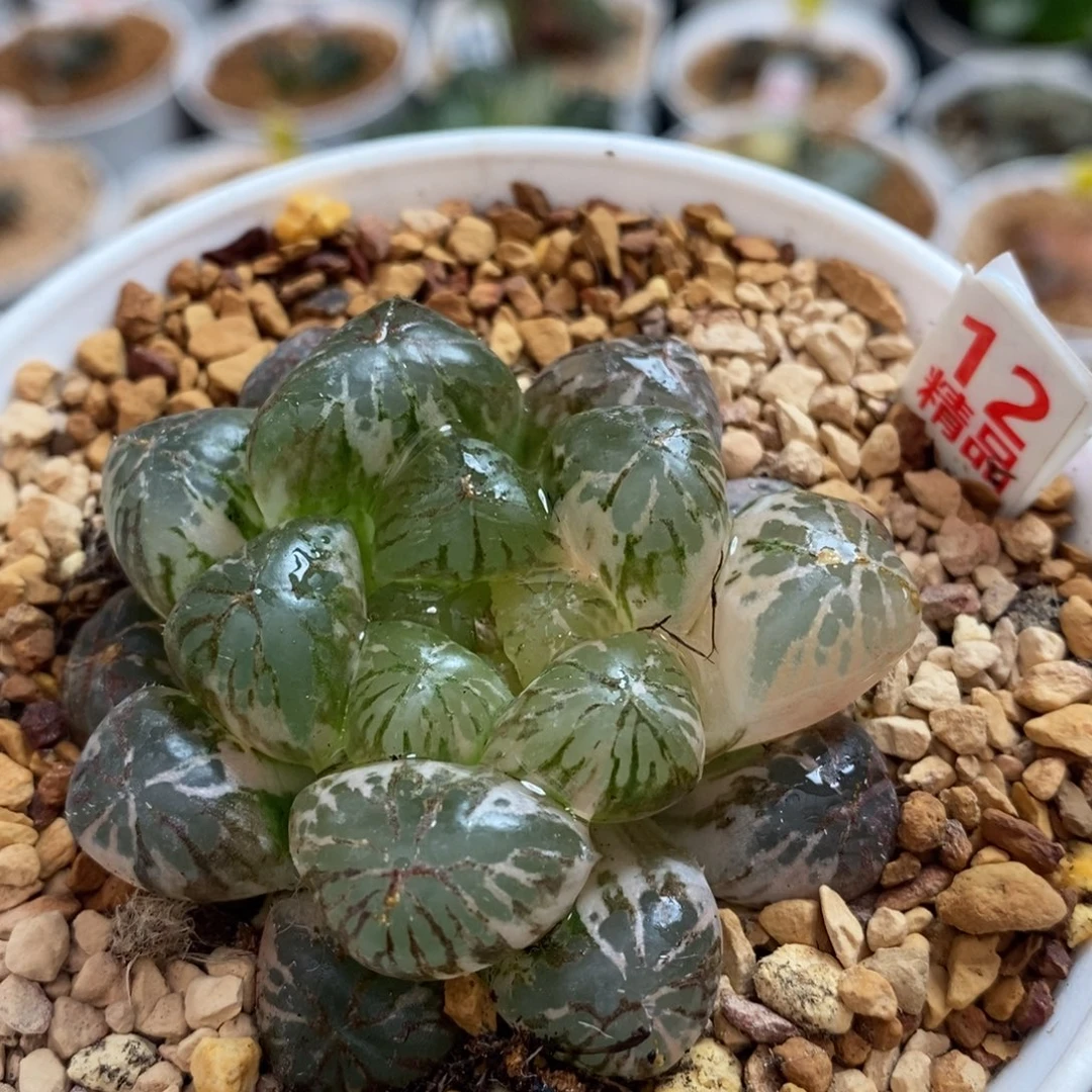 12塑料皮十二卷多肉