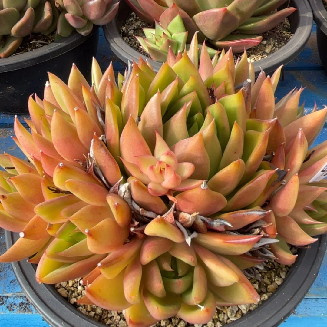 无花朵若如东云单拍E123