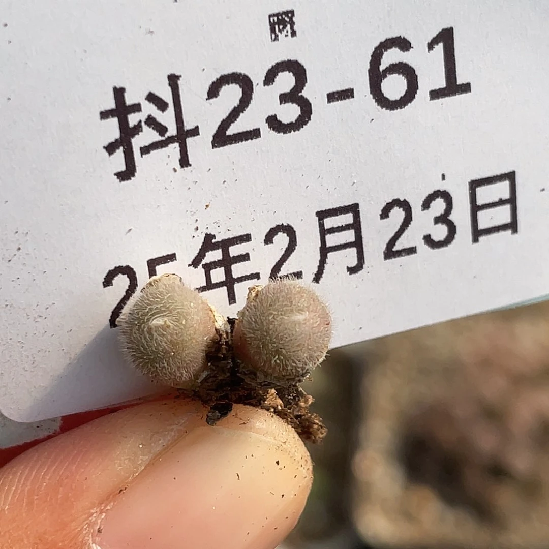 23-61毛球多肉植物