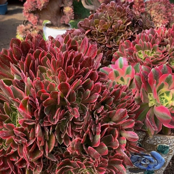 康***妈粉女巫➕女神➕柠檬玫瑰1颗