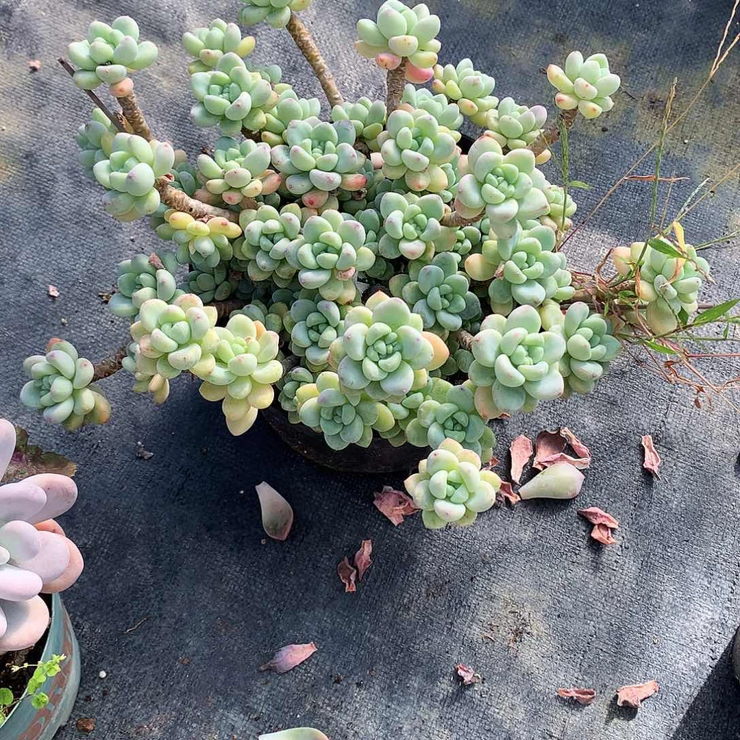 劳尔一物一拍16-31
