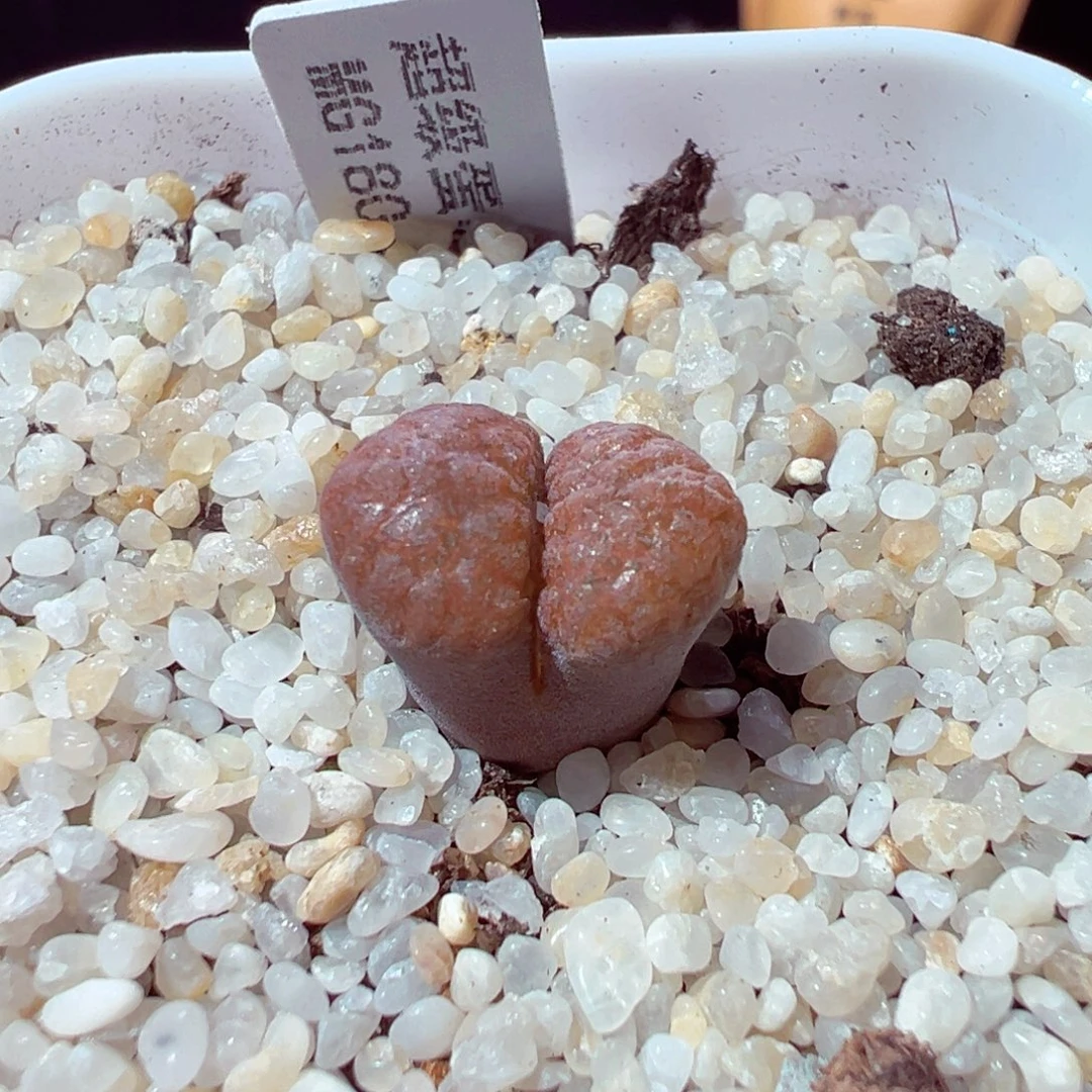 卷***猫921-326多肉多肉多肉