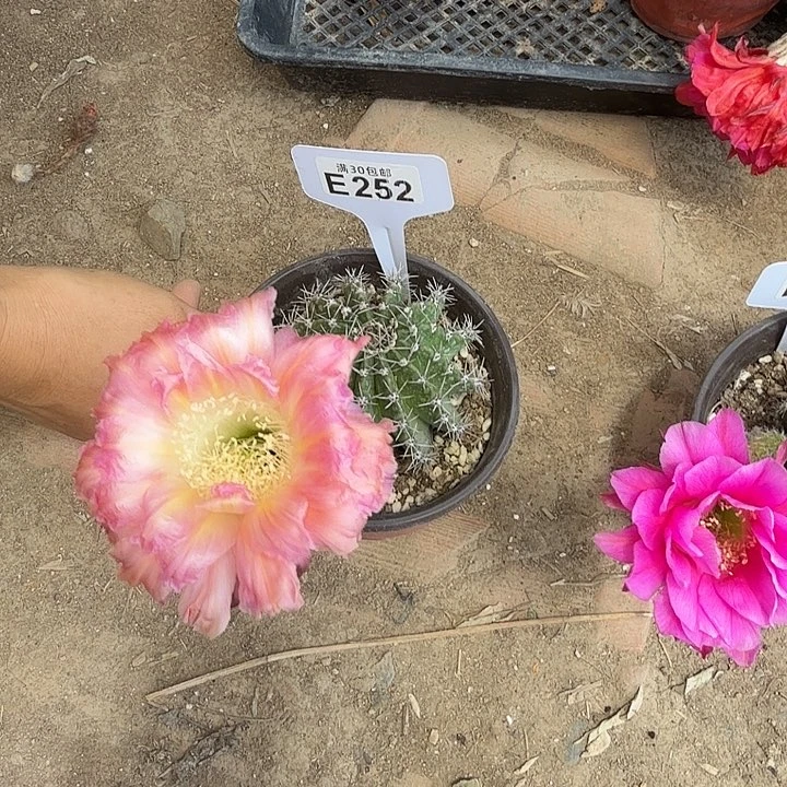 彩草008粉黛E252一物一拍