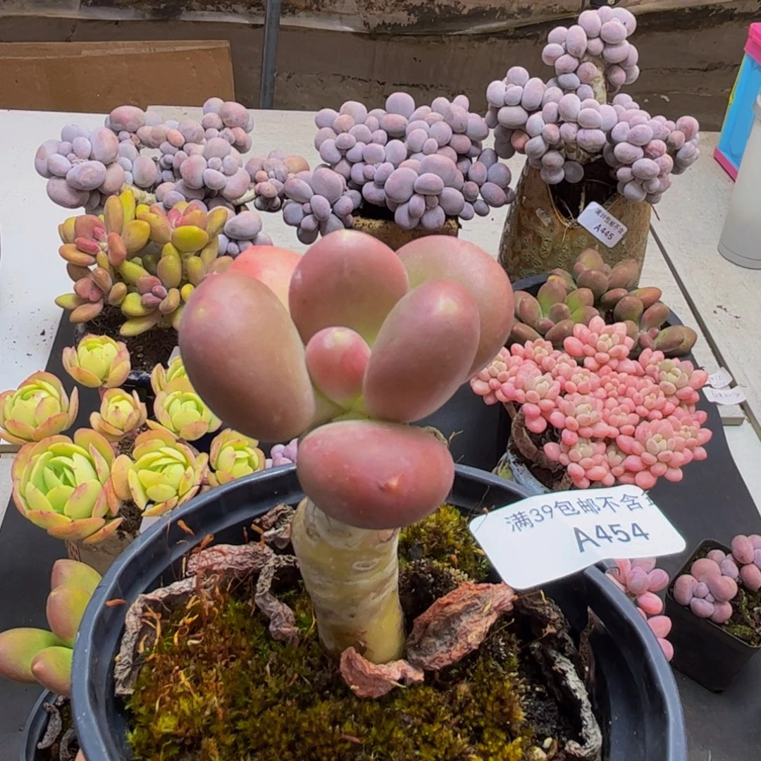 454/5cm芒果奶多肉