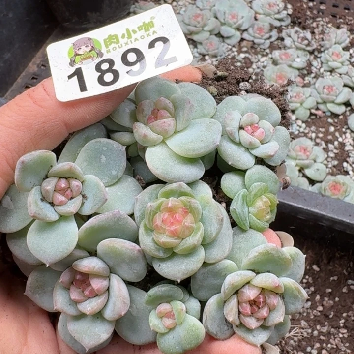 多肉植物多肉植物