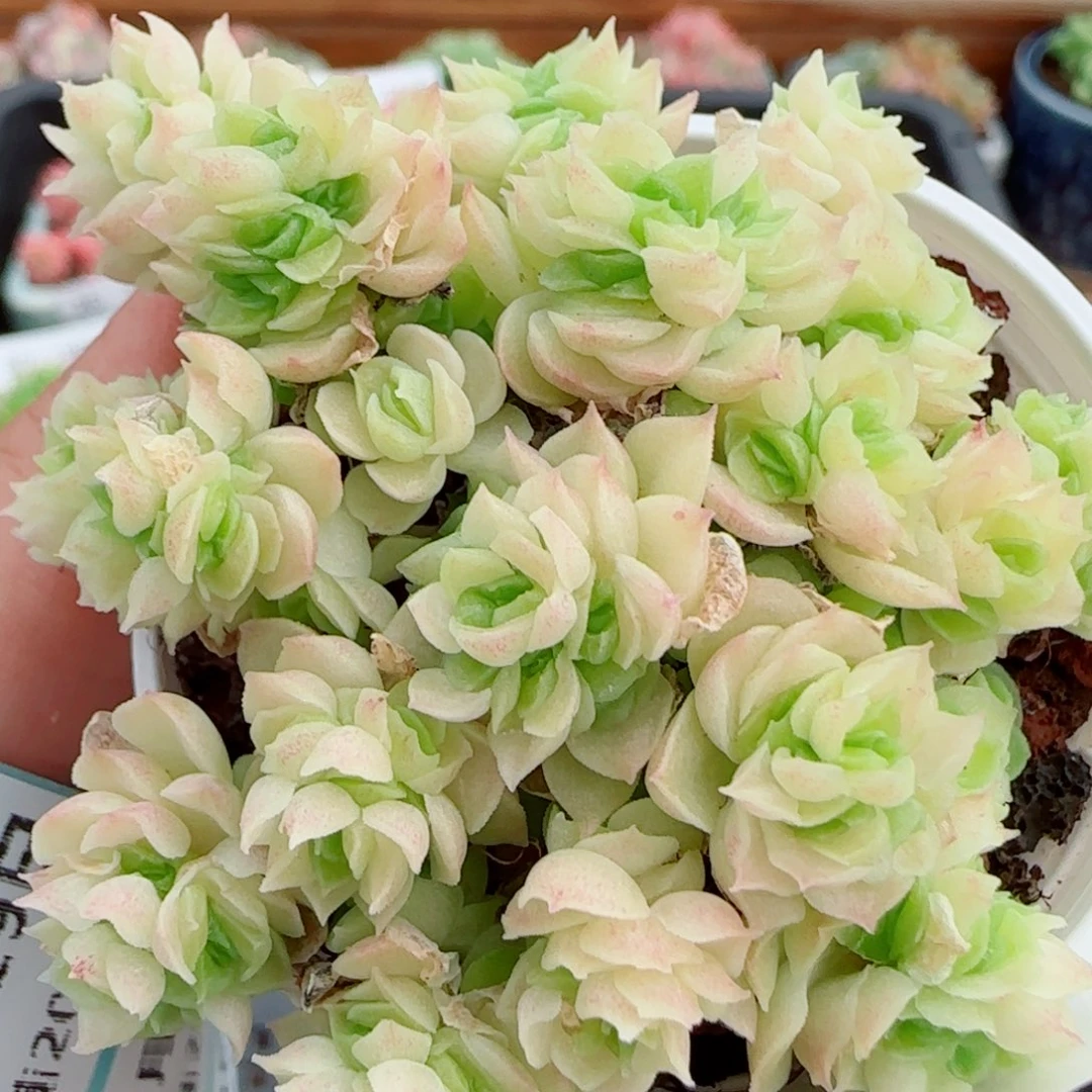 花语逸镜0929-34散