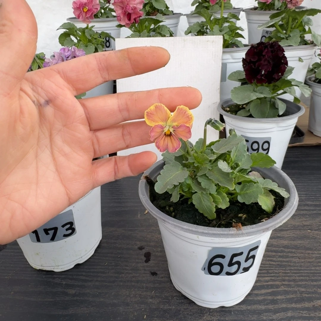 全部花朵655号角堇