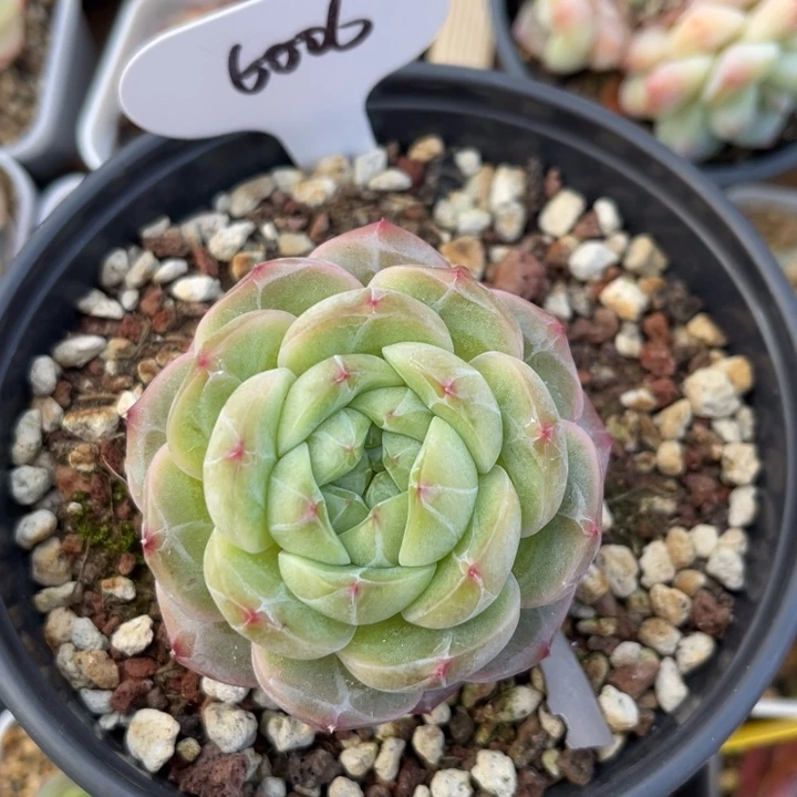 油透暗纹母本珍妮大单头6006