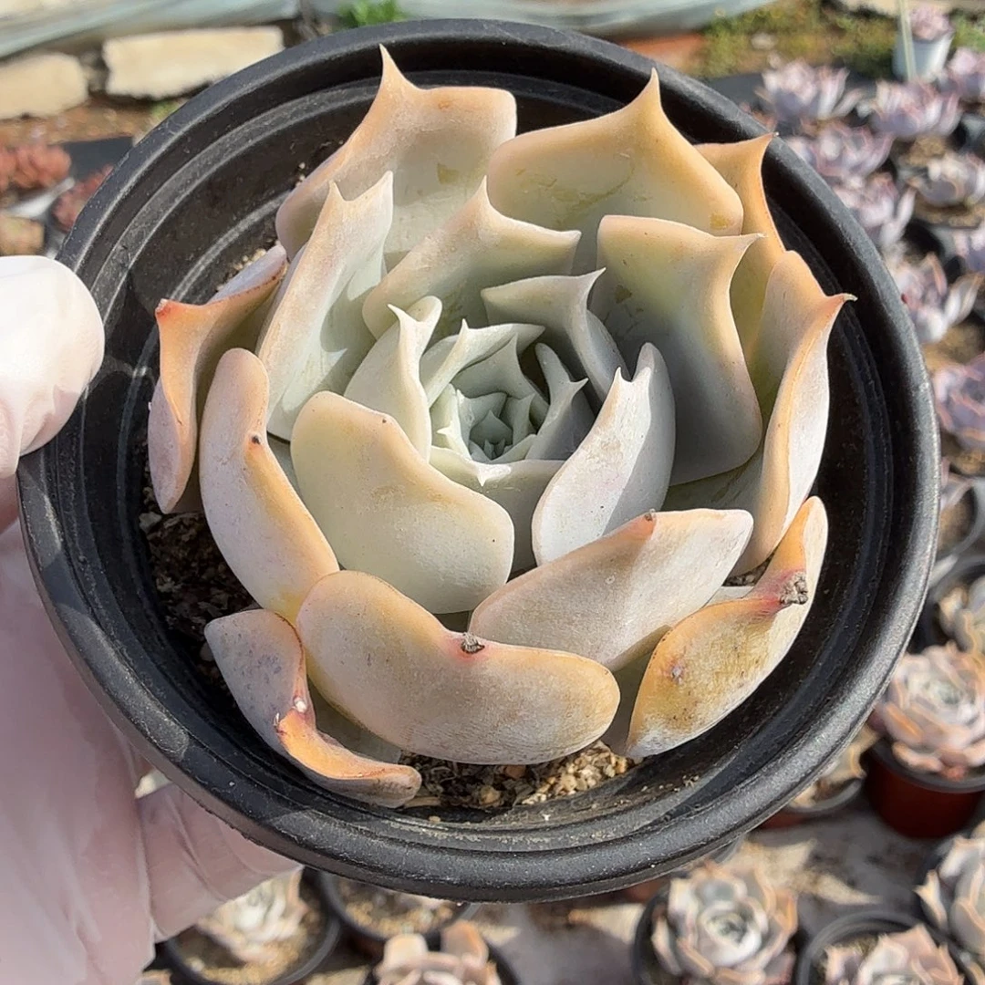 随机发七公分蓝鲸（沙漠骆驼）满20包邮