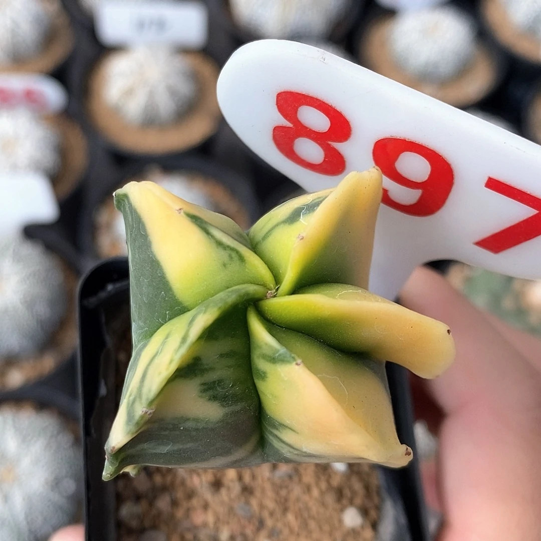 897栾凤玉锦特价福利