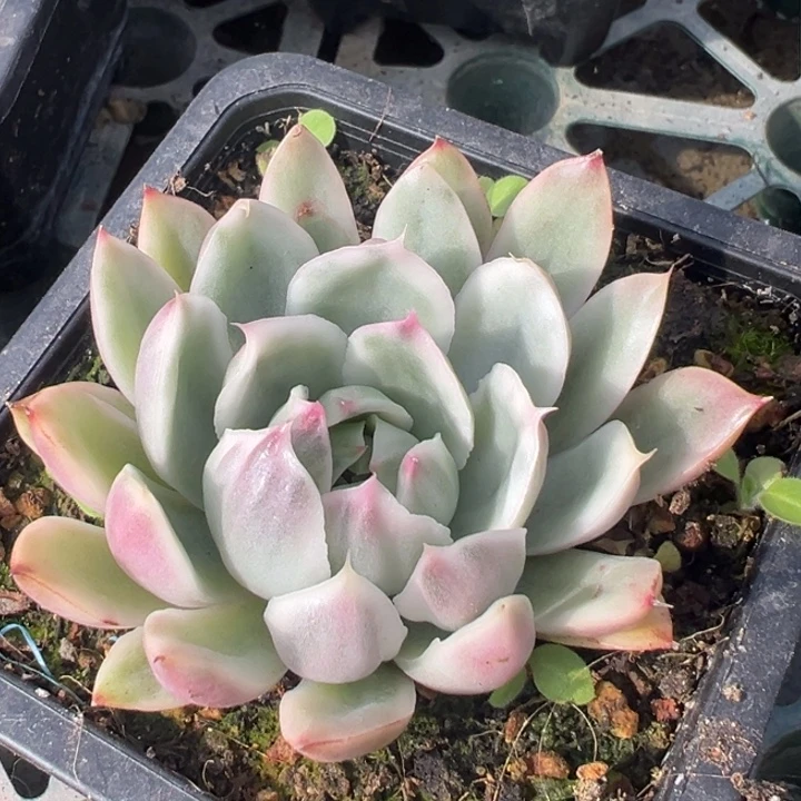 水晶恋人锦一物一拍