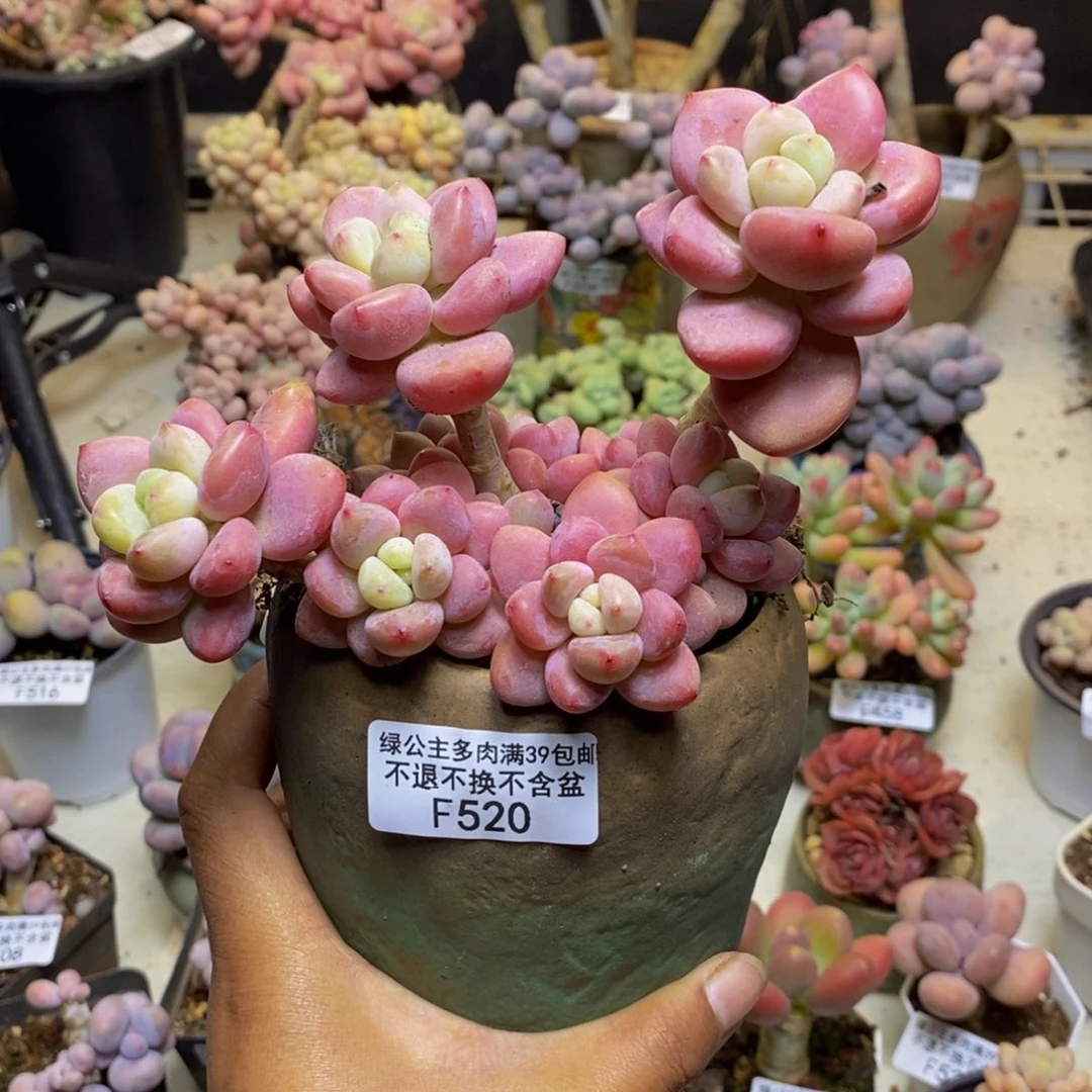晓*520樱花洛神多肉13c m