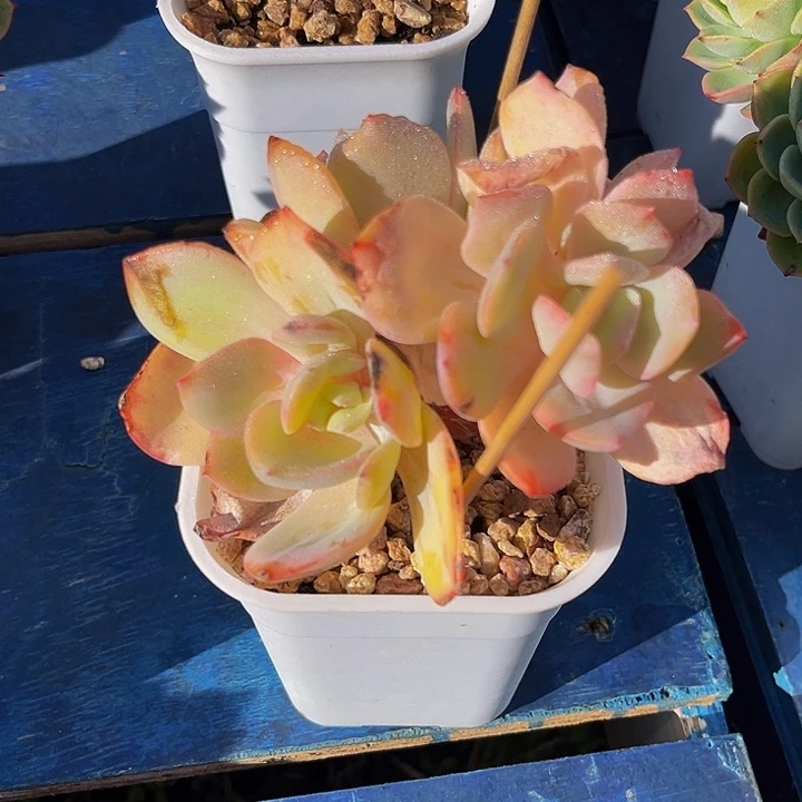 糖***多多肉植物白凤朵朵