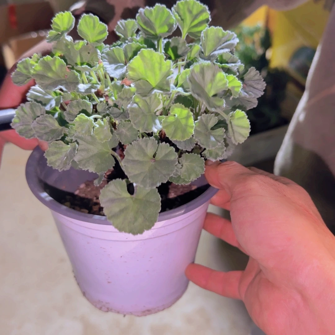 顺***然块根植物块根植物