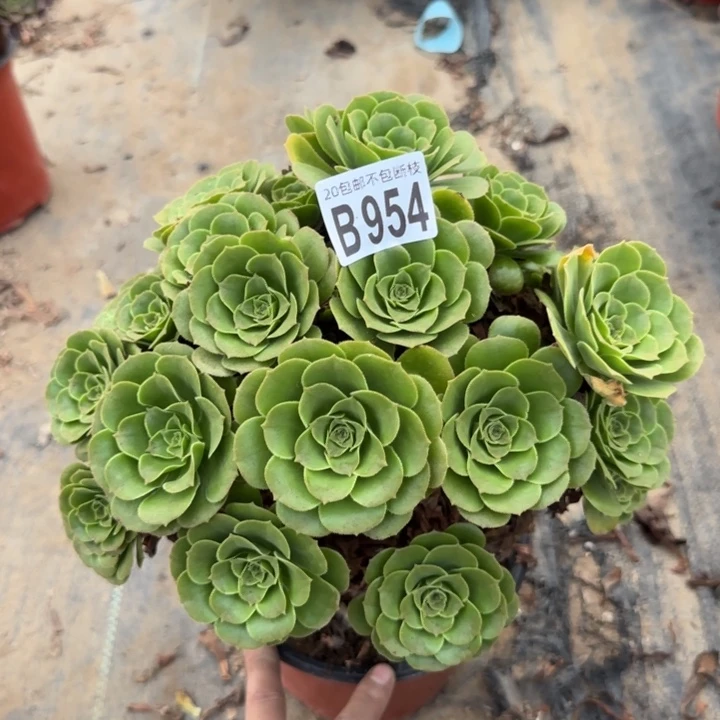 绿羊绒……多肉植物……