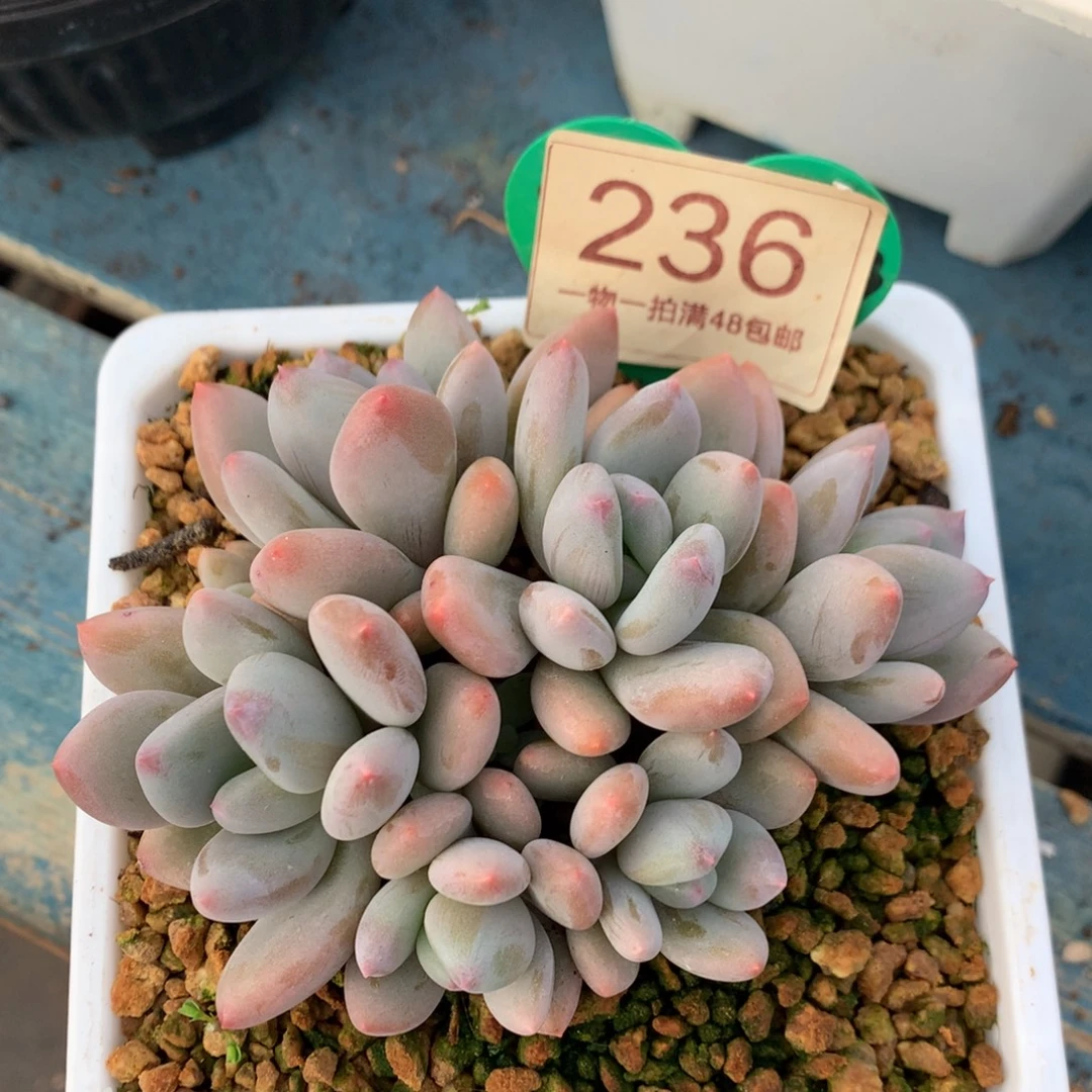珍舞奶酪无砍平头236