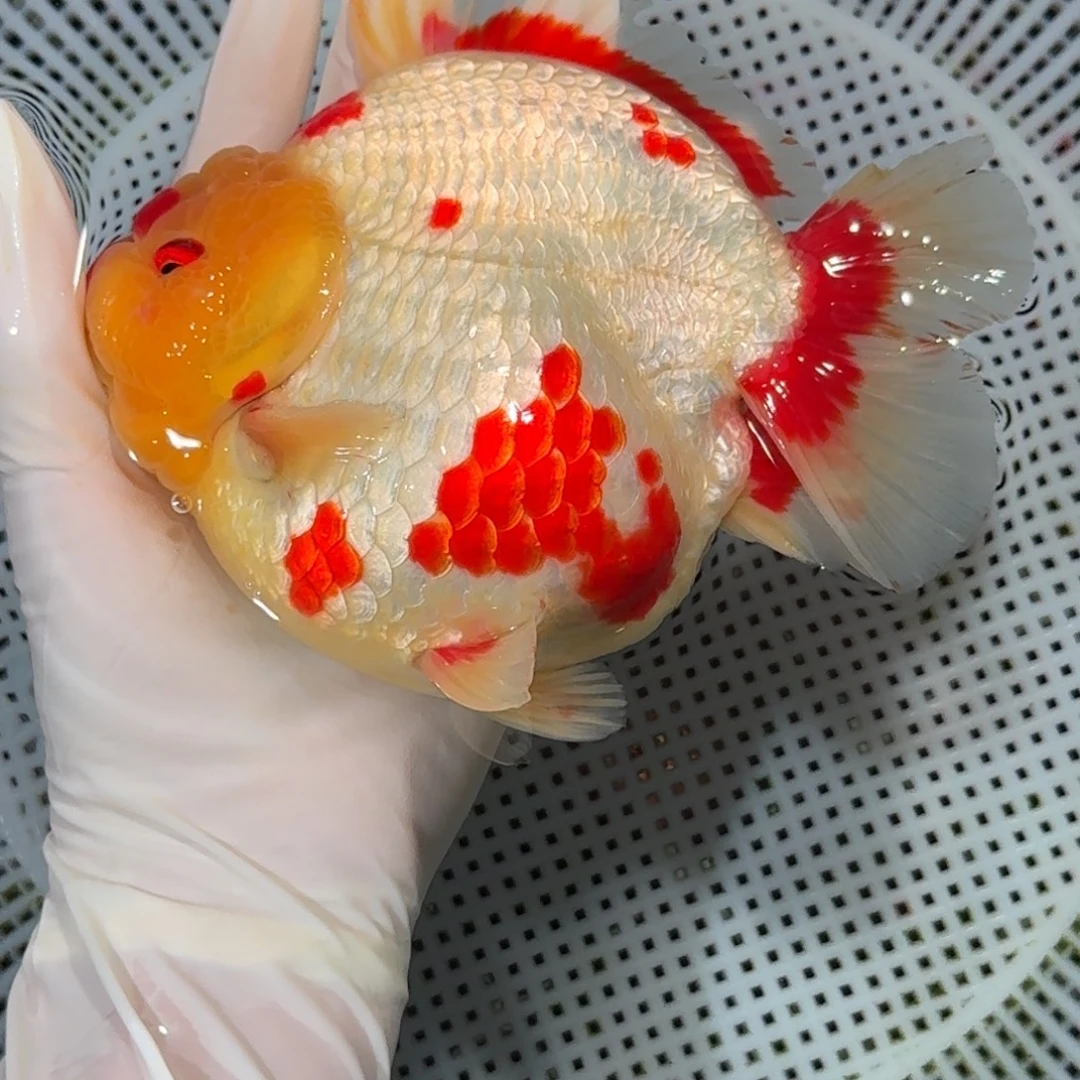 金鱼精品短尾将军狮子