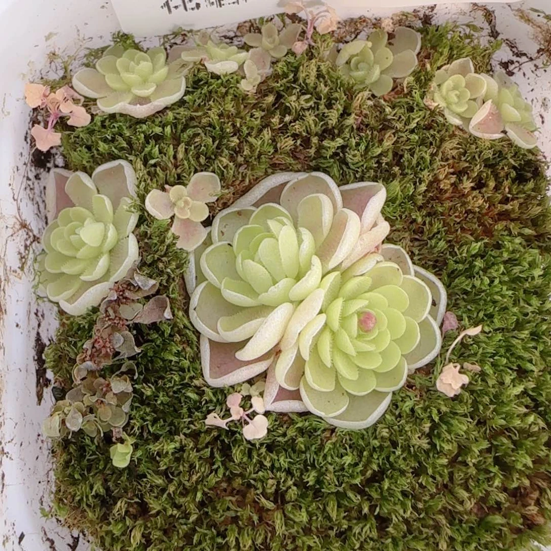 花语多肉1215-99爱丽丝捕虫堇