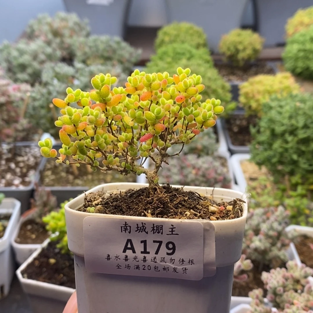 179蜜橘糖球枝干番杏