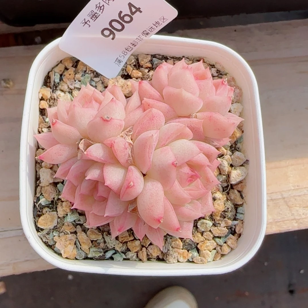 孤品，9064多肉植物
